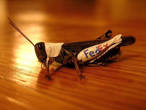 Will promotional advertising eventually even include corporate logos on insects?