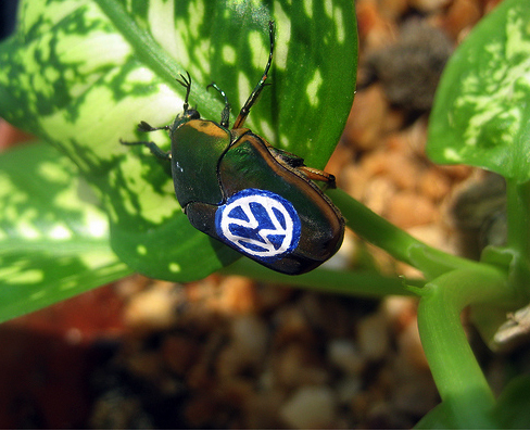 Will promotional advertising eventually include putting corporate logos on insects?